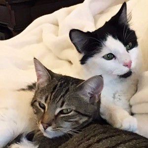 PetConnect Rescue - Butter Bean and Oscar1.jpg